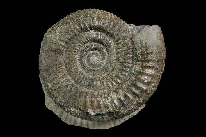 Ammonite (Dactylioceras) Fossil - England #174274